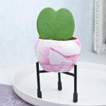 FlowerAura Decorative Hoya Kerri Live Indoor Plant In Printed Metal Vase Pot For Living Room, Balcony, Bedroom, Office/Home Decoration And Gifts For Friends, Colleagues, Relatives & Neighbours