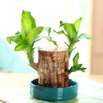 Kayru Brazilian wood plant Lucky Brazil Wood Potted Plant Healthy Indoor Live Lucky Brazilian Wood Plant for Living Room, indoor plants Feng Shui brazilian lucky wood plant (without pot)