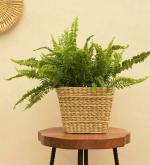 UGAOO Beige Palm Leaf Seagrass Planter, 22 X 22 Cm