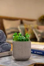 Chann Studio Decor Lipy Concrete Planter | Handmade Decorative Planter | Indoor/Outdoor Planter |Home Decor | Succulent Planter and Flower Pot | Cement Planter - Grey