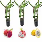 Cloud Farm Dragon Fruit Combo Pack of All Three- 3 Varieties- Yellow Skin, Pink Skin but White Flesh and Pink Skin with Pink Flesh. Hybrid Rooted Dragon Saplings. [Pack of 3]
