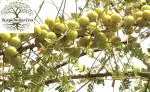 PLATONE Aonla Amla Ambala Amalaki Dhatriphala emblic plant, it is a plant not a seed(Pack Of1)