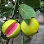 Cloud Farm Taiwan Pink Guava Rare Dwarf Variety Grafted Healthy Plant Short Time Fruit,CF_N113