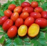 Online Plant Bazar Red Very Rare All Time Hog Plum Thai Variety Grafted Live Plant-H1