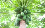Plantzoin Papaya Papita Carica papaya Amrutabhanda Live Plant