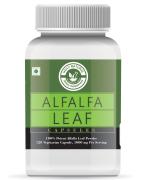 Holy Natural Alfalfa Leaf Powder Capsules 120 Caps, Lucerne, Purple Medic, Alfalfa Grass Powder Capsules, Rich in Multivitamin, Minerals, and Antioxidants, Herbal, Ayurvedic for men and women for Energy, Stamina & Immunity.