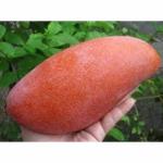 Exotica Orchids Red Ivory Mango Plant-Grafted