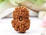 Feel Touch Mart 17 Mukhi Nepal Rudraksha Original & Best Quality Nepal Bead by Lab Cetificate