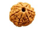 Feel Touch Mart 7 Mukhi (Seven Face) A7 Nepal Beads Rudraksha by Lab Certified