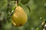 Online Plant Bazar Pear Nashpati Fruit Live Plant-N2