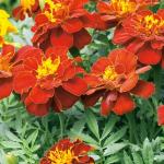 M-Tech Gardens Rare Hybrid French Marigold 