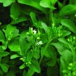 Hug A Plant Stevia / Candy Leaf (Stevia rebaudiana) Ornamental/Medicinal Live Plant (Home & Garden)