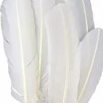 TIPTOP DECORATION Natural White Goose Quill (Pack of 5) (12-14 Inches