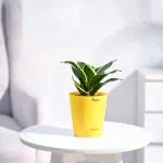 Ugaoo Sansevieria Golden Hahnii (Snake plant) With Self Watering Pot
