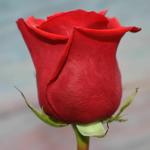 CooPany Bangalore Rose Plant/Rose Plant Healthy Live Plant (Red Colour) with Safe and Secure Packing