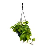 Hug A Plant Philodendron Oxycardium Brasil With Hanging Pot (Home & Garden)