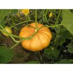 CooPany Gummadi Kaya/ Kumbalakai/ Pumpkin Seeds (15 Seeds)