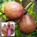 Cloud Farm Red Malaysian Guava Amrood Layering/Grafted Fruit Healthy Plant(Pack Of 1),CF_N153