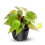 PHULWA Oxycardium Green Philodendron Hederaceum Great Plant Live Plant With Nursery Pot