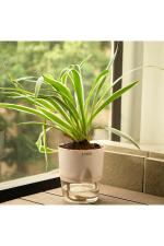 Kyari Cream Plastic Spider Live Plant with Self Watering Pot 11.5 x 9 x 11.5cm (Pack of 1)