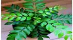 The Entacloo Curry Leaf Plant Kadi Patta , Curry Leaf , Murraya Koenigii , Sweet Neem Herb Live Plant