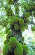 Cloud Farm Hybrid Cochin Jackfruit Plant - 200 mm CF_O331