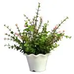 Fancy Mart Artificial Green Hackleberry in White Kingri Pot 25 x 25 cm (FMDB-6426)