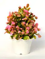 India Gardening Mini Artificial Flowers with Pot, Indoor Artificial Plants for Home Decor, Pack of 1