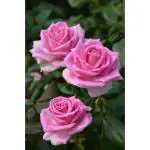 Cloud Farm Pink Rose Vine Healthy Plant creeper of May Queen (Rosa May Queen) Rose Pink color