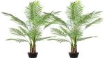 Corofitam China Palm Plant China Palm/ Areca Palm- Indoor Decorative, natural Air Purifier Low-Maintenance Houseplant.[CF09]