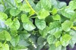 Plantzoin Malabar spinach Poi Basella alba Live Plant
