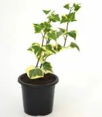 India Gardening English ivy Variegated, Hedera Helix Baltic Ivy Common Ivy