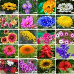 Flare Seeds Variety Variety Flower Seeds Combo 20 Per Packet Seeds