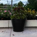 De'Dzines Classic Medium Pot | Made from Premium Rubber Material, Handcrafted & Unbreakable | Black, [ Height - 11