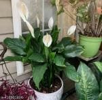 TREEINKLE peace Lily Flower Plant Live indoor Plants (with grow bag) Pack of 1