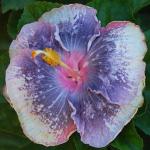 Cloud Farm Hybrid Hibiscus Plant - 200 mm CF392