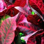 Platone Croton Plant (CP366)