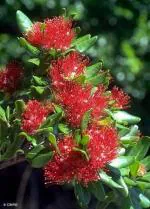 Cloud Farm First Love Golden Penda Red Flower Plant [CF171]