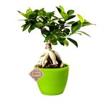 Abana Homes Grafted Ficus Indoor Real Bonsai Live Plants