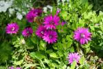 Flora Seeds Dimorphotheca Mixed Flower Seeds For Home & Gardening
