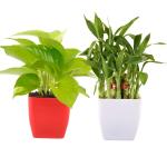 PHULWA Good Luck Money Plant And Feng Shui Lucky Bamboo Tree With Square Beautiful Pot (Set Of 2)