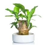 Kayru Green Lucky Brazil Wood Potted Plant, Healthy Indoor Live Lucky Brazilian Wood Plant for Living Room, Feng Shui Plant Bamboo Plants for Home Decoration (Without Pot) (brazilian wood)