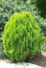 Plantzoin Eastern white cedar Thuja jhau Thuja occidentalis Brush jhau Live Plant