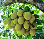Cloud Farm Hybrid Jack Fruit Plant - 200 mm CF50111