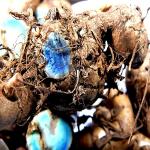 Xetomos Dry Kali Haldi Black Turmeric Sprouting Seed for Plantation to Use it as Chandan 500g