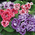 Kraft Seeds Gloxinia Flower Bulbs (Pack of 2)