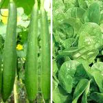 Tamransh Srida Hybrid Palak Spinach And Turai Sponge Gourd Seeds Combo, 50 (Pack Of 2)