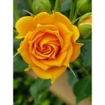 Cloud Farm Tuscan Sun Yellow Rose Flower Plant Home Garden Plant 1 Grafted Rose Healthy Plant(Pack Of 1),CF_R62