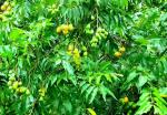 Plantzoin Hog plum Amra Ximenia americana Ambeda Live Plant