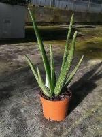 Cloud Farm Hybrid Aloe Vera Plant - 200 mm CF0001015